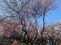 -南京古林公园