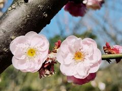 -顾村公园
