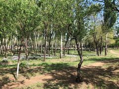 -长白岛森林公园