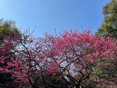 -杭州植物园