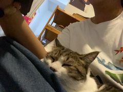 -瑞鹏宠物医院·夜间急症·心超·猫科(祖庙分店)