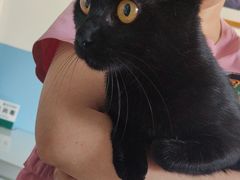 -瑞派福兴宠物医院犬猫全科·骨科·中西医结合(河东店)