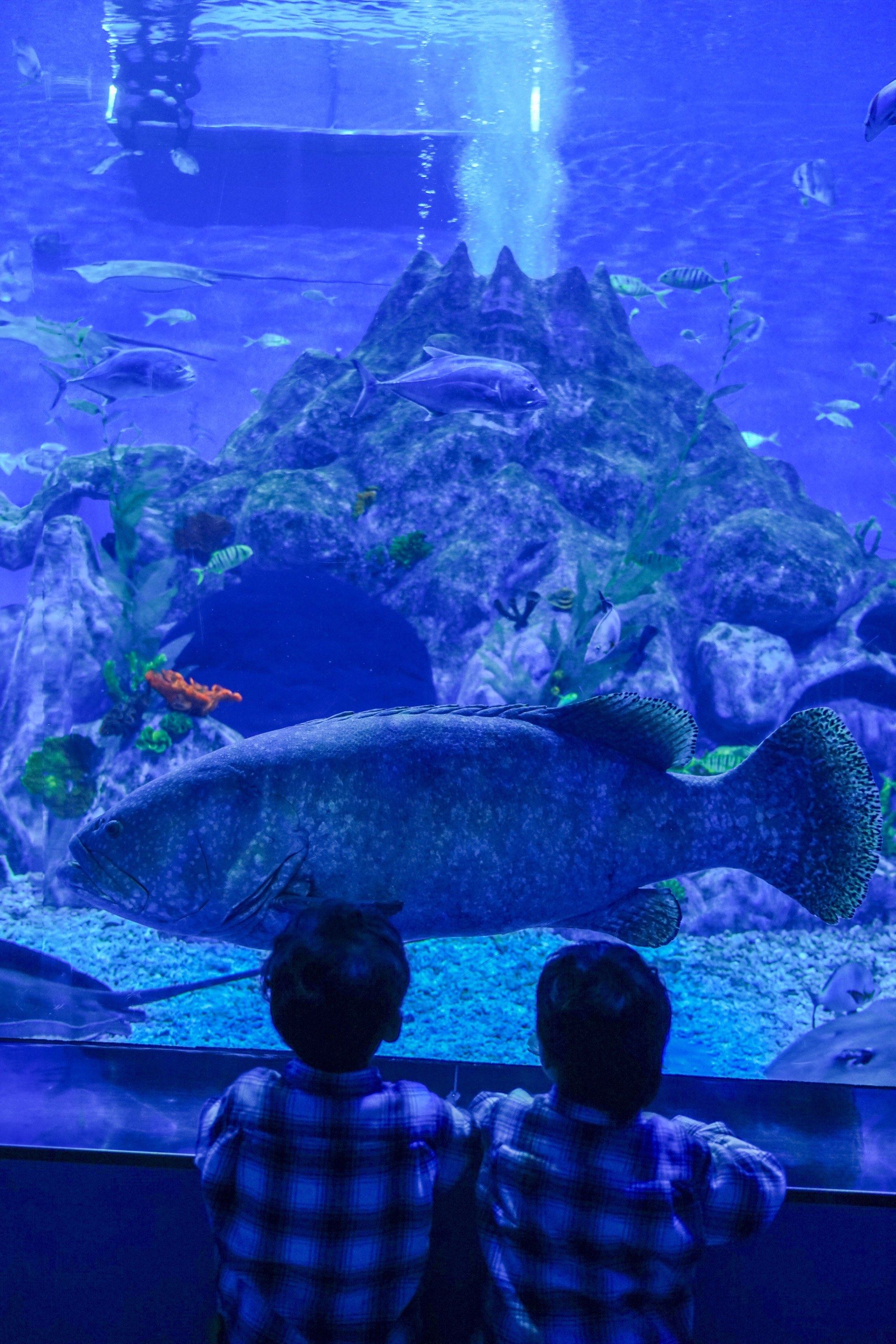 带娃探秘温州极地海洋世界9596