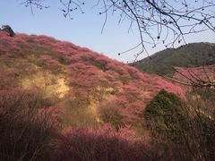 新建村梅林-新建村梅花