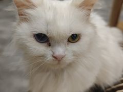 -楼上猫咖(罗湖店)