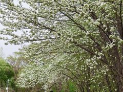 -黑龙江省森林植物园