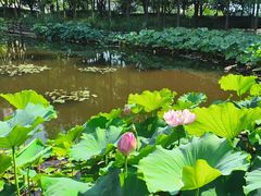 -陈家山荷花公园