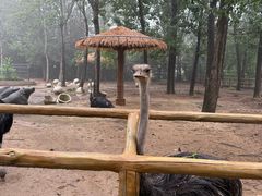 -大连森林动物园