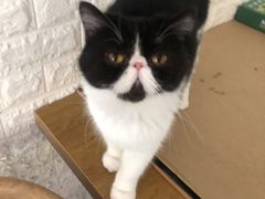 -平行世界·猫咖(首经贸店)