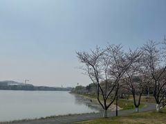 -羊山湖公园