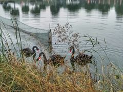 -明珠湖天鹅苑·农家菜馆