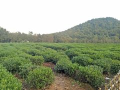 -中国茶叶博物馆(双峰馆区)