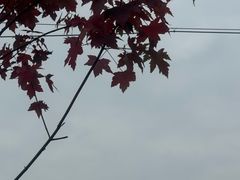 -白鹭湾湿地公园