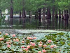 -白鹭湾湿地公园