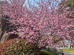 -昆山城市生态森林公园