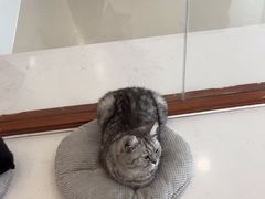 -共舞时光猫咖·狗咖(新街口店)