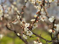 -新虹桥中心花园