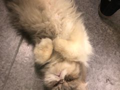 -猫色咖啡·猫咖