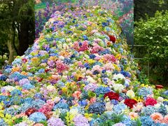 -上海共青森林公园