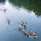 自然生态园—鸟岛