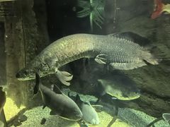-大阪海游馆