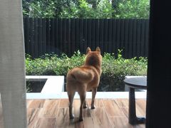 -上海崇明金茂凯悦酒店