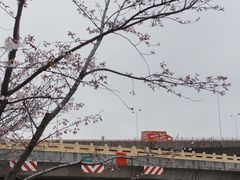 -高东镇樱花园