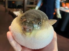 -肆月河豚·淮扬菜·湘菜(华天店)