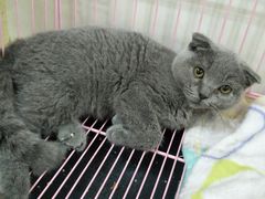 -瑞鹏宠物医院·骨科·猫科·内科(第一中心)