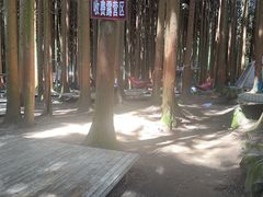 -武陵山森林公园