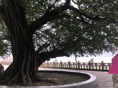-江心屿景区