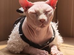 -MOCHA明星猫咖(田子坊店)