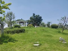 -王借岗森林公园