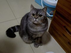 -瑞鹏瑞爱宠物医院·全科·猫科·血液透析中心(龙头寺店)