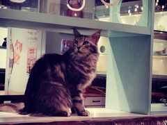 -猫小院猫主题餐厅(三里屯店)
