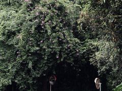 -中国科学院西双版纳热带植物园