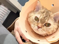 -伟伟宠物医院·CT影像中心·瑞派犬猫综合性门诊(汉口总院)