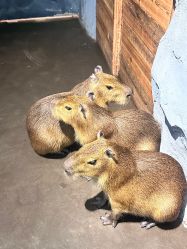 -Zoolung Zoolung动物主题公园(海信广场店)