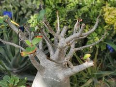 -北京植物园-展览温室