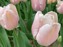 -洛阳郁金香牡丹园