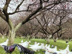 -秀丽东方