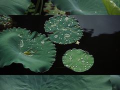 -荔湾湖公园