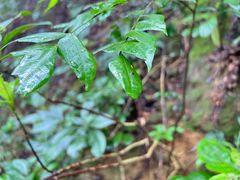 -梧桐山风景名胜区