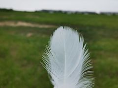 -盐城丹顶鹤湿地生态旅游区