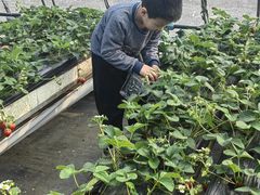 -甜心庄园·甜心草莓采摘园(西青中北店)