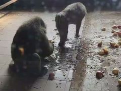 -秦皇岛野生动物园