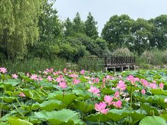 -澹台湖公园