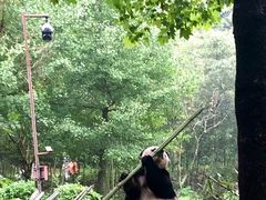 -都江堰中华大熊猫苑