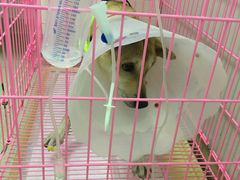 -美联众合宠物医院·爱萌分院·内外科·猫科中心