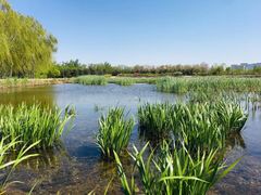 -大兴滨河森林公园